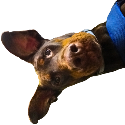 Perro de Mascotalove